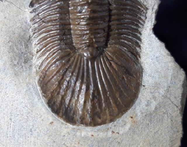 Scabriscutellum hammadi CHATTERTON et al. 2006 - Bild &copy; FossNet FossilienStore
